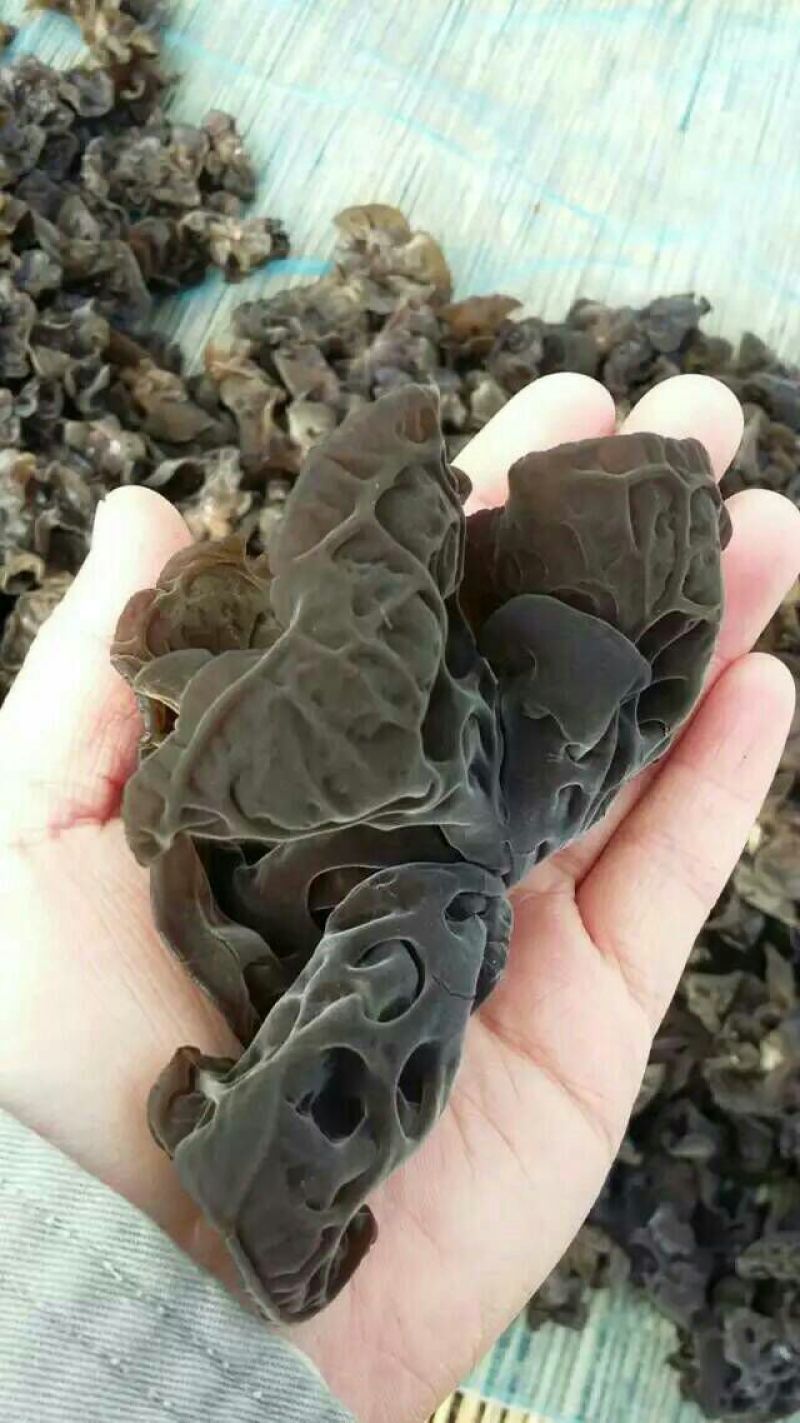 黑木耳一级