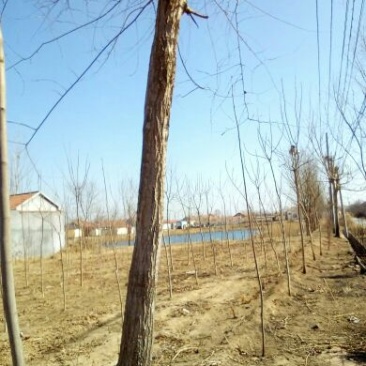 榆树4~6cm4~6cm3~3.5m