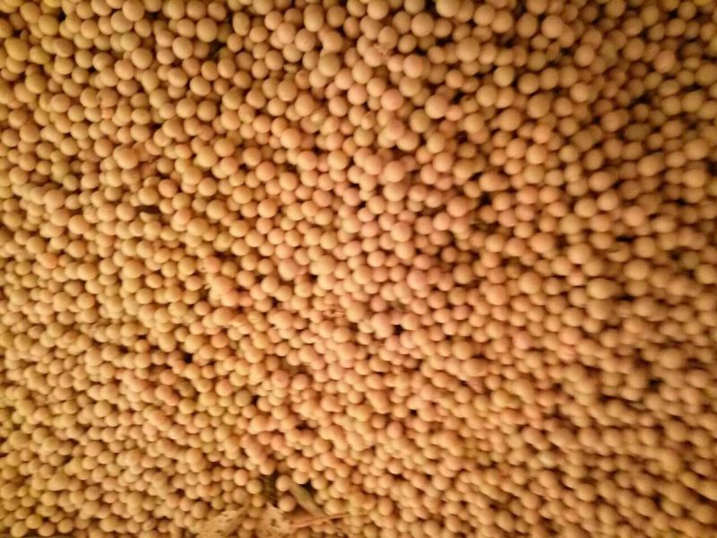 芽豆食用