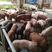 常年供应各种品种仔猪30～40斤、60~80斤，包健康猪