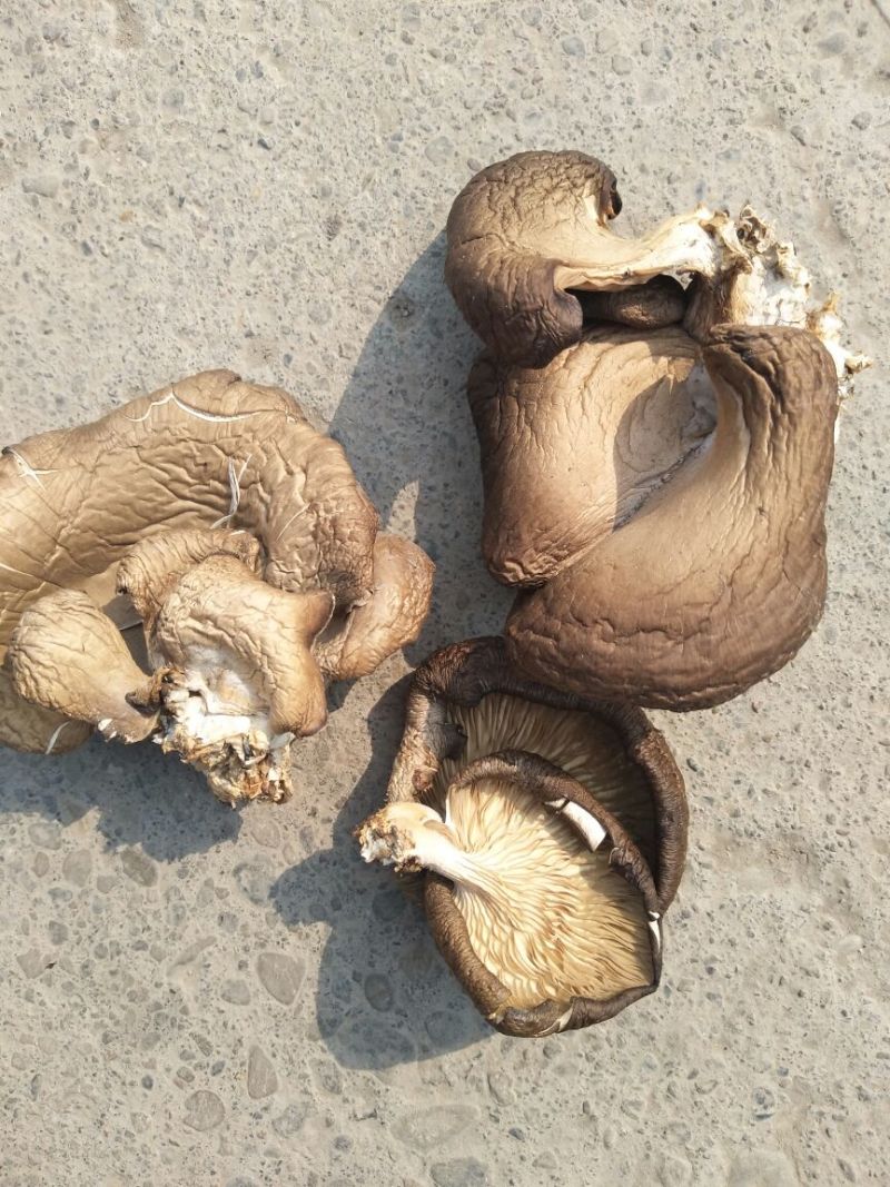 河南辉县干平菇一手货源基地直发全国单件起发