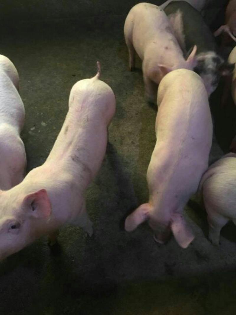 广西博白生猪，常年有大量自繁自养三元猪黑猪外三元猪出售