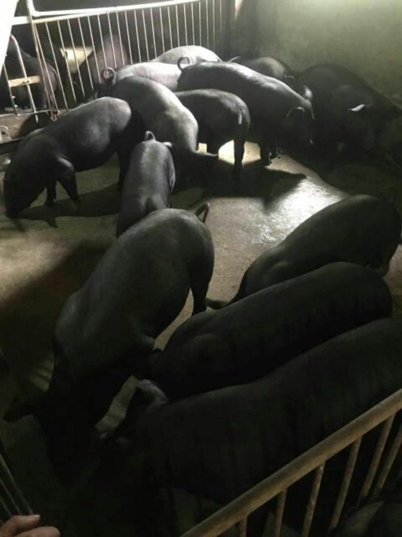 广西博白生猪，常年有大量自繁自养三元猪黑猪外三元猪出售