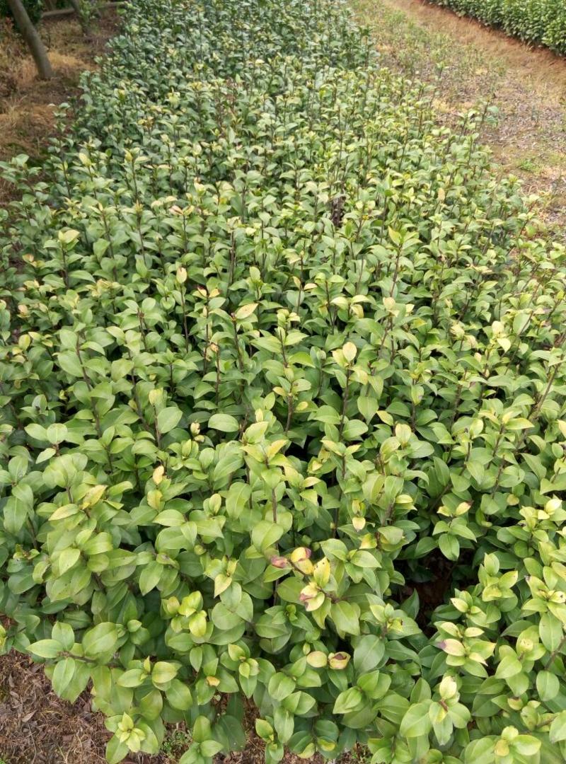 茶花苗100cm，当年种植可开花，农户直销。
