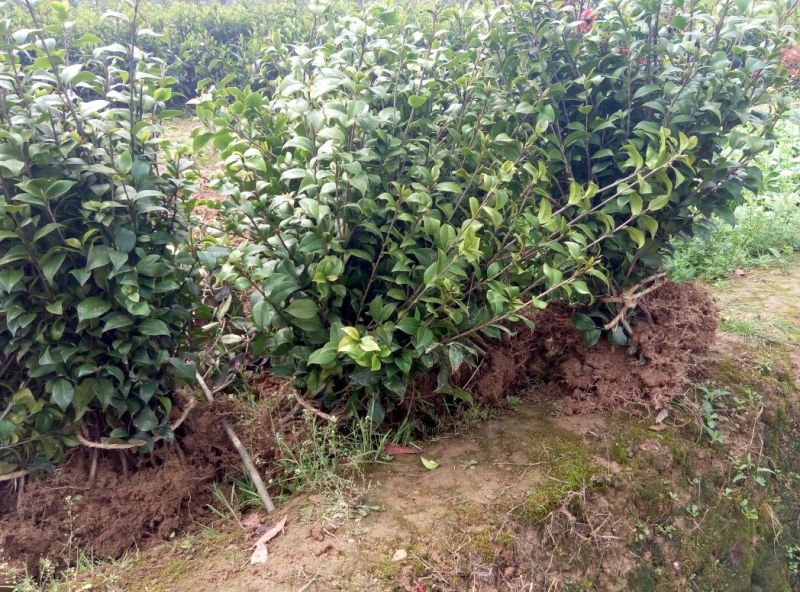 茶花苗100cm，当年种植可开花，农户直销。