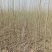 杨树201~230cm