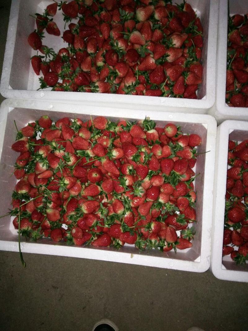 美国甜查理草莓20克以上