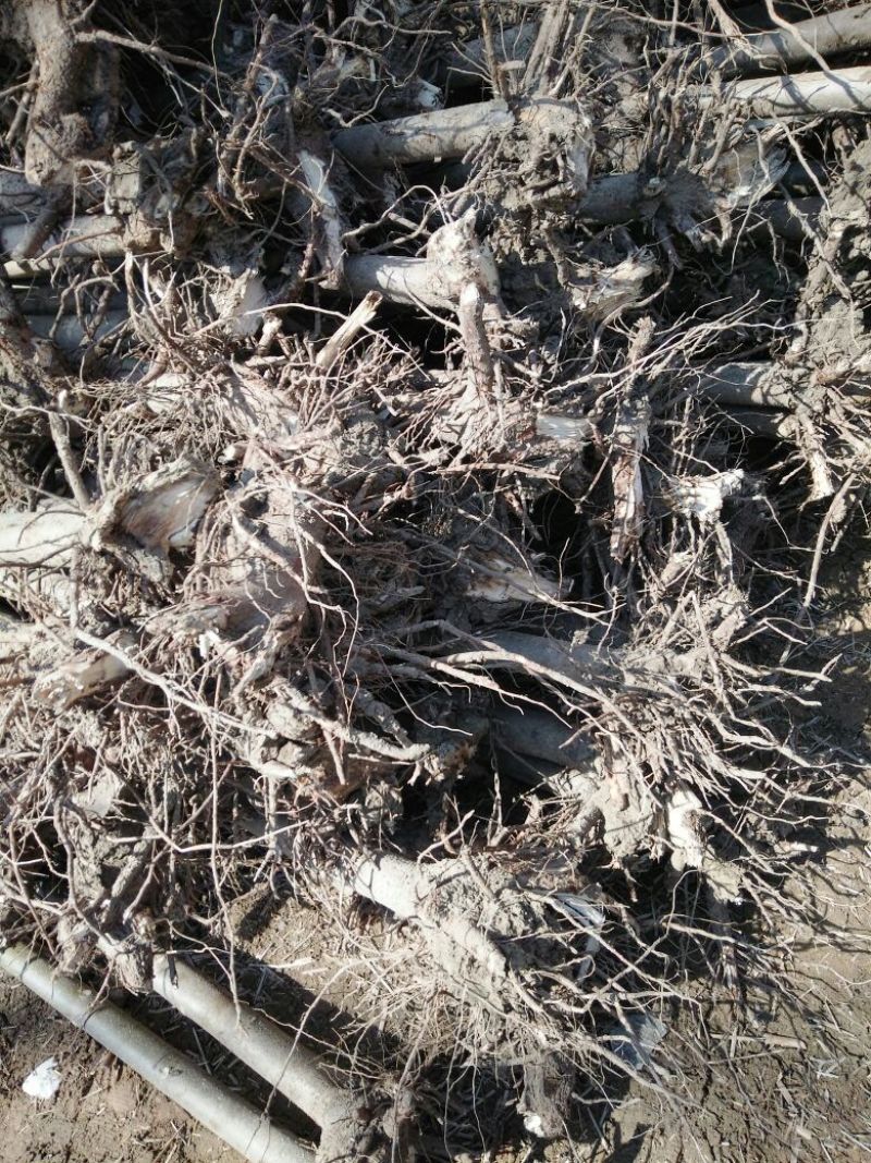 泡桐苗10cm以下