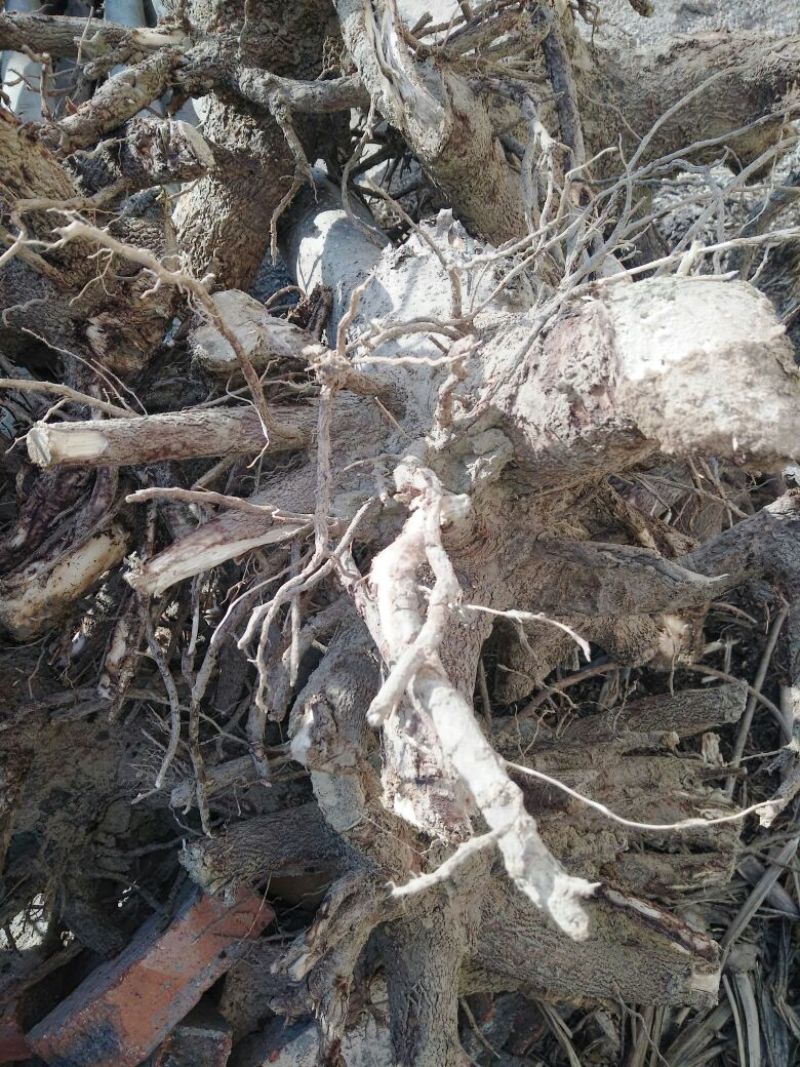 泡桐苗10cm以下