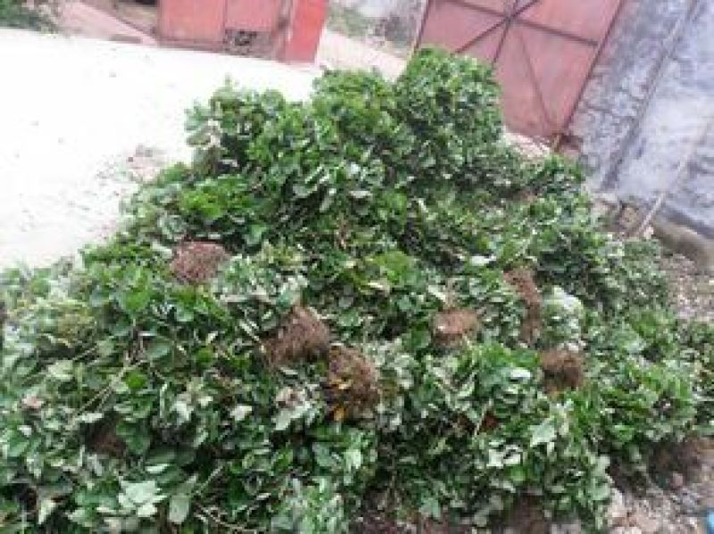 品种草莓苗全明星.随珠.妙香.丰香根系发达基地包邮