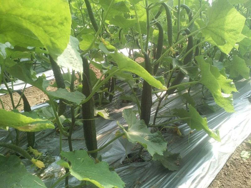 刺黄瓜干花带刺22~25公分