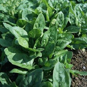 大叶菠菜25~30厘米