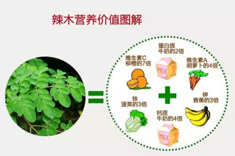 辣木茶特级