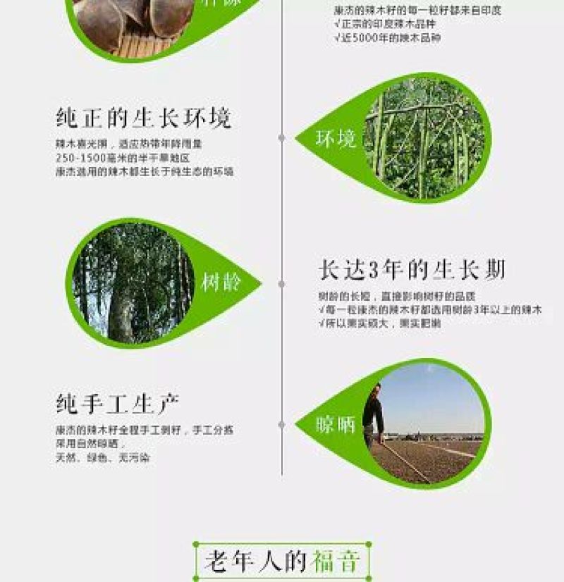 辣木茶特级