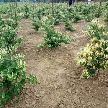 金银花苗出售3-4年小树苗