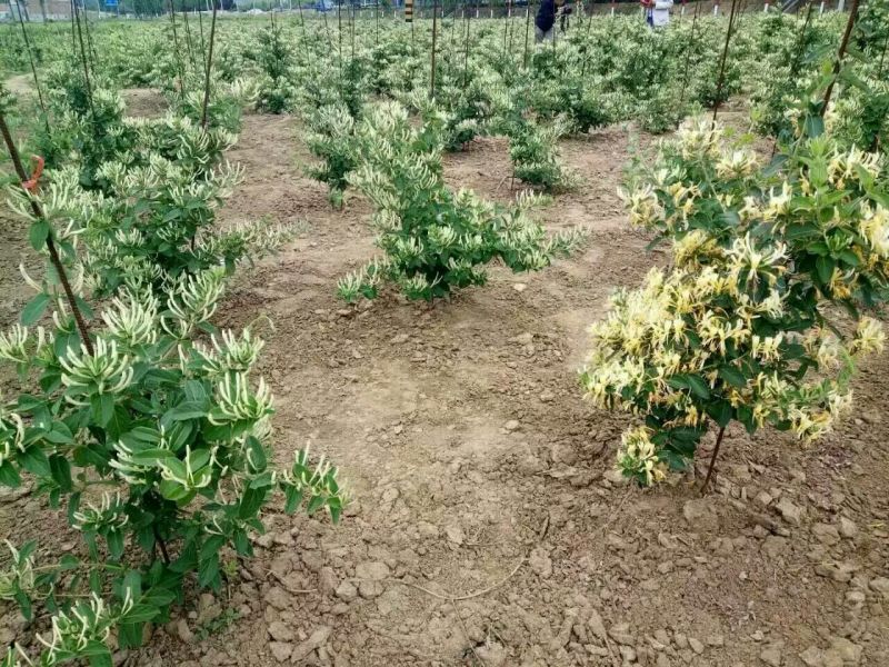 金银花苗出售3-4年小树苗