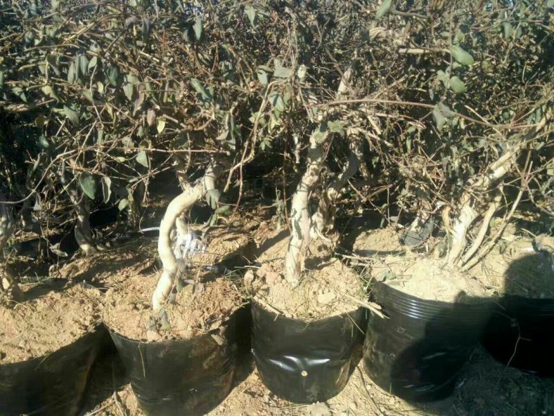 金银花苗出售3-4年小树苗