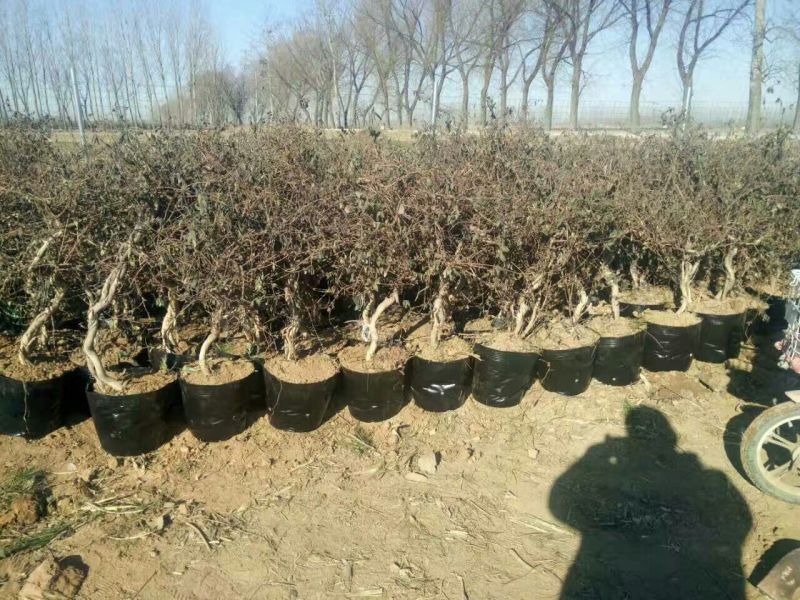 金银花苗出售3-4年小树苗