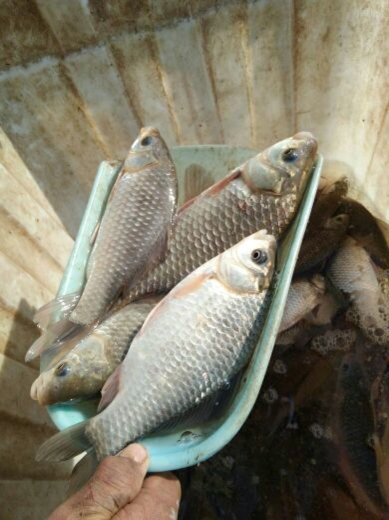 白鲫食用