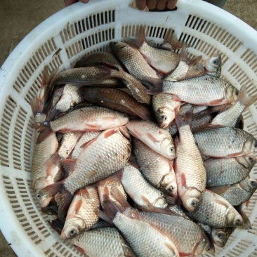 白鲫食用