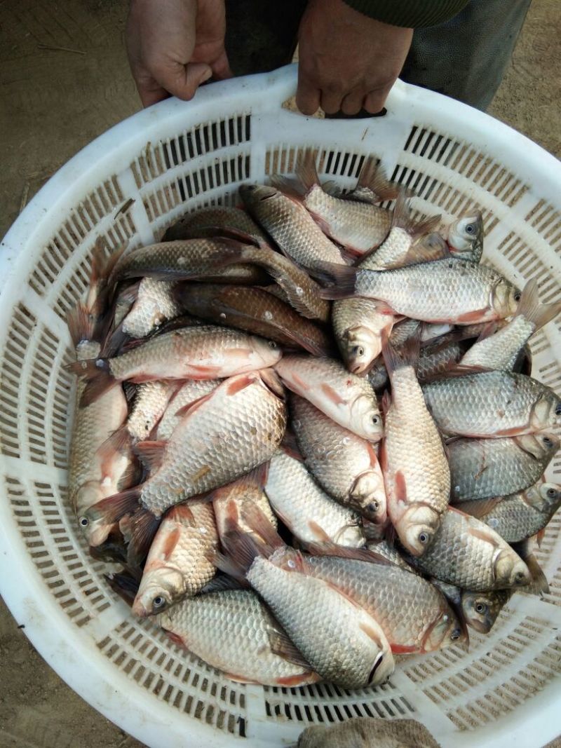白鲫食用