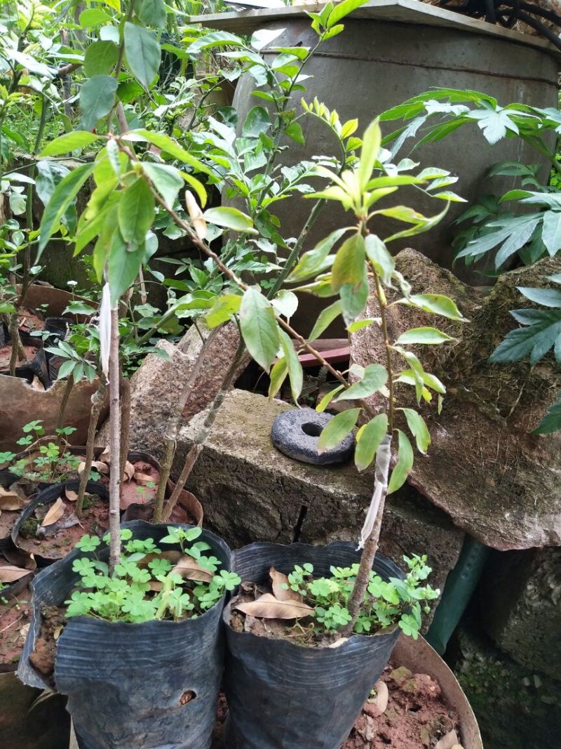 三华李树苗5~10cm