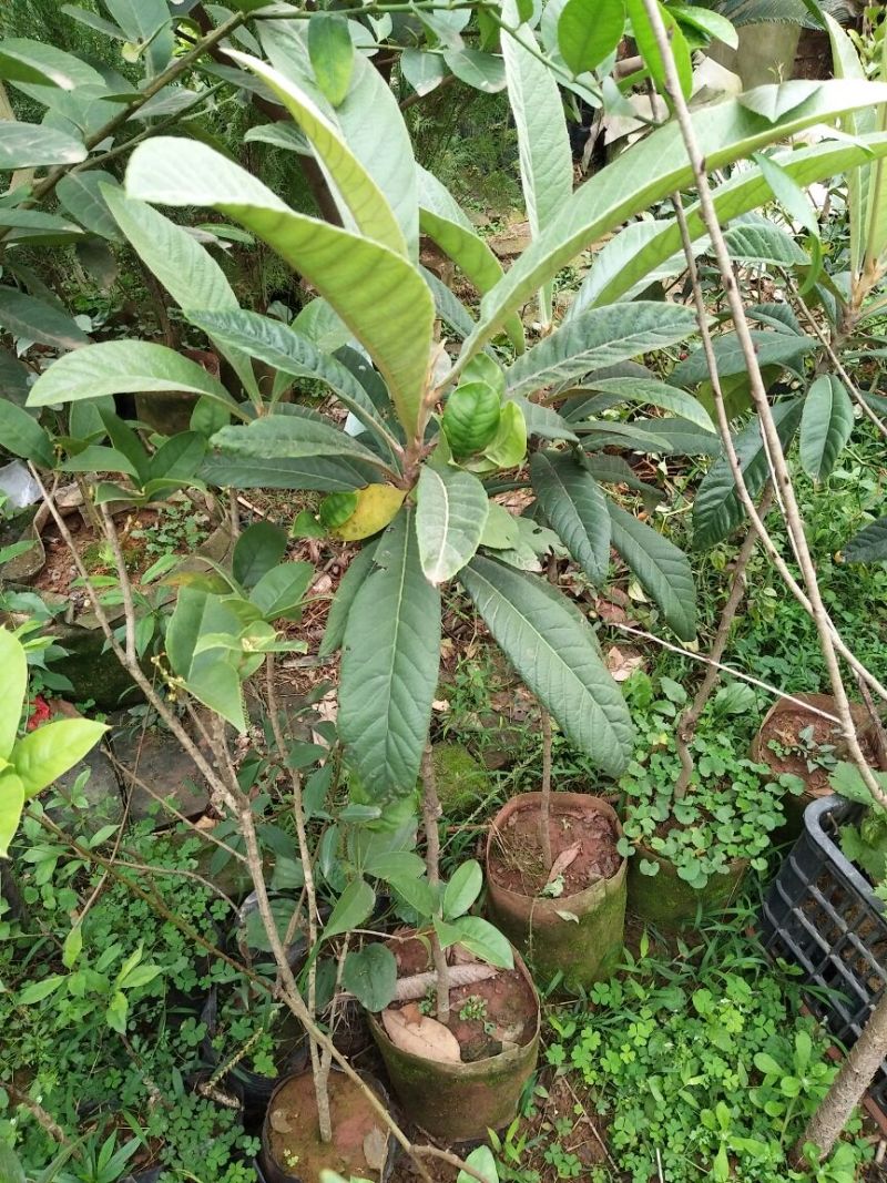 枇杷树苗10~20cm