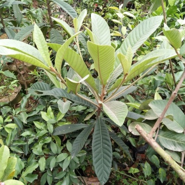 枇杷树苗10~20cm