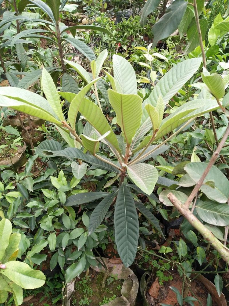 枇杷树苗10~20cm