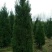 南京蜀桧，塔柏，蜀桧高度2~2.1m，南京蜀桧基地