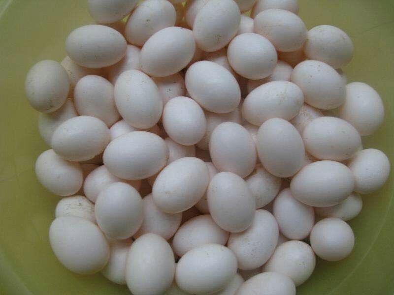 鸽子蛋食用
