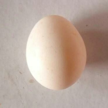 鸽子蛋食用