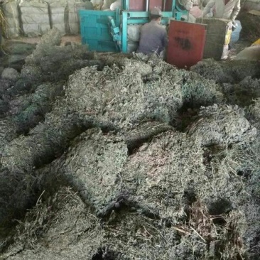 益母草