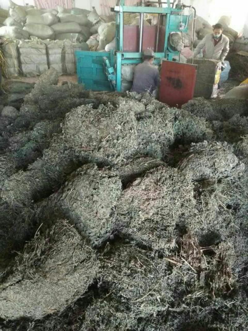 益母草