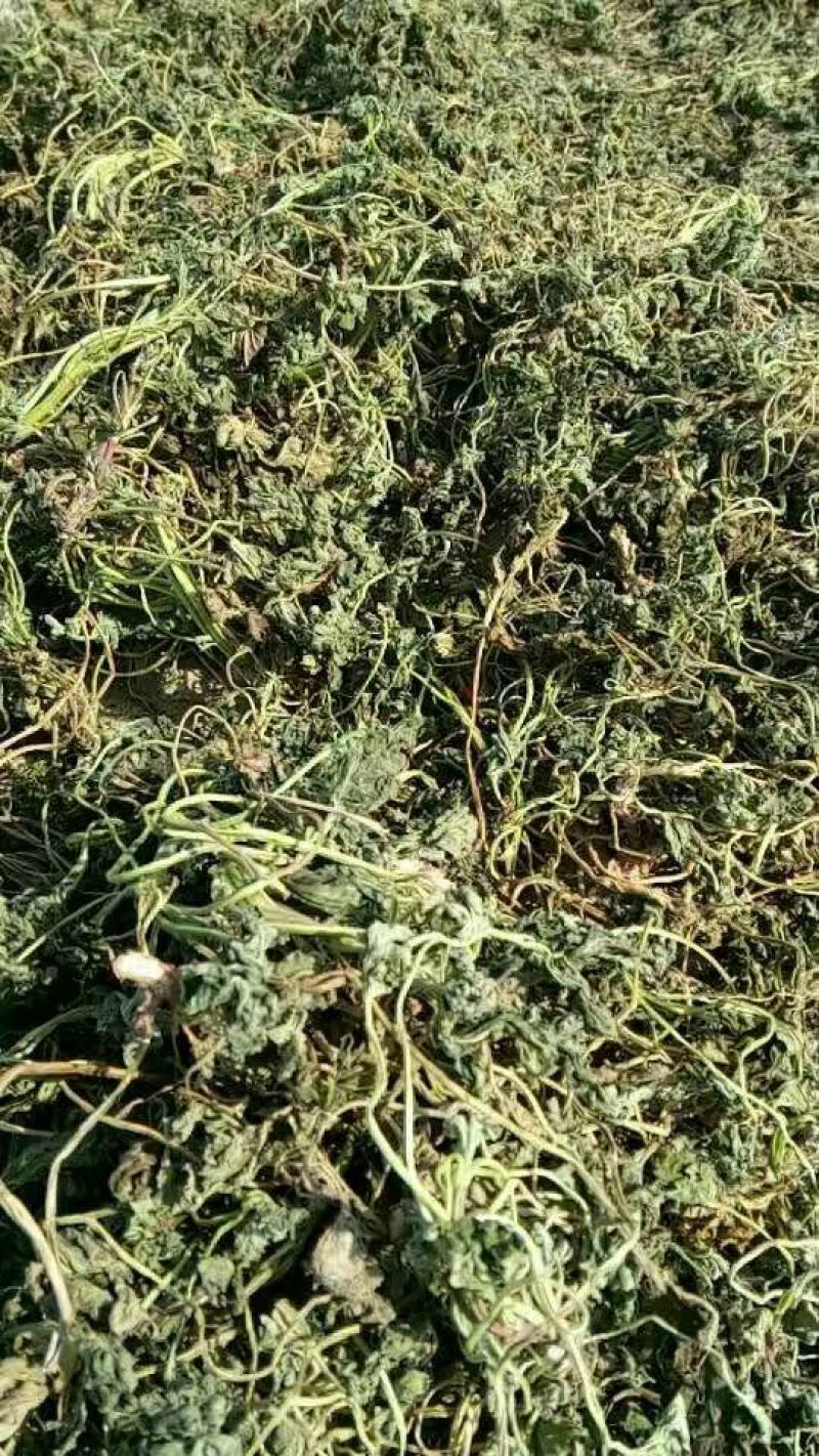 益母草