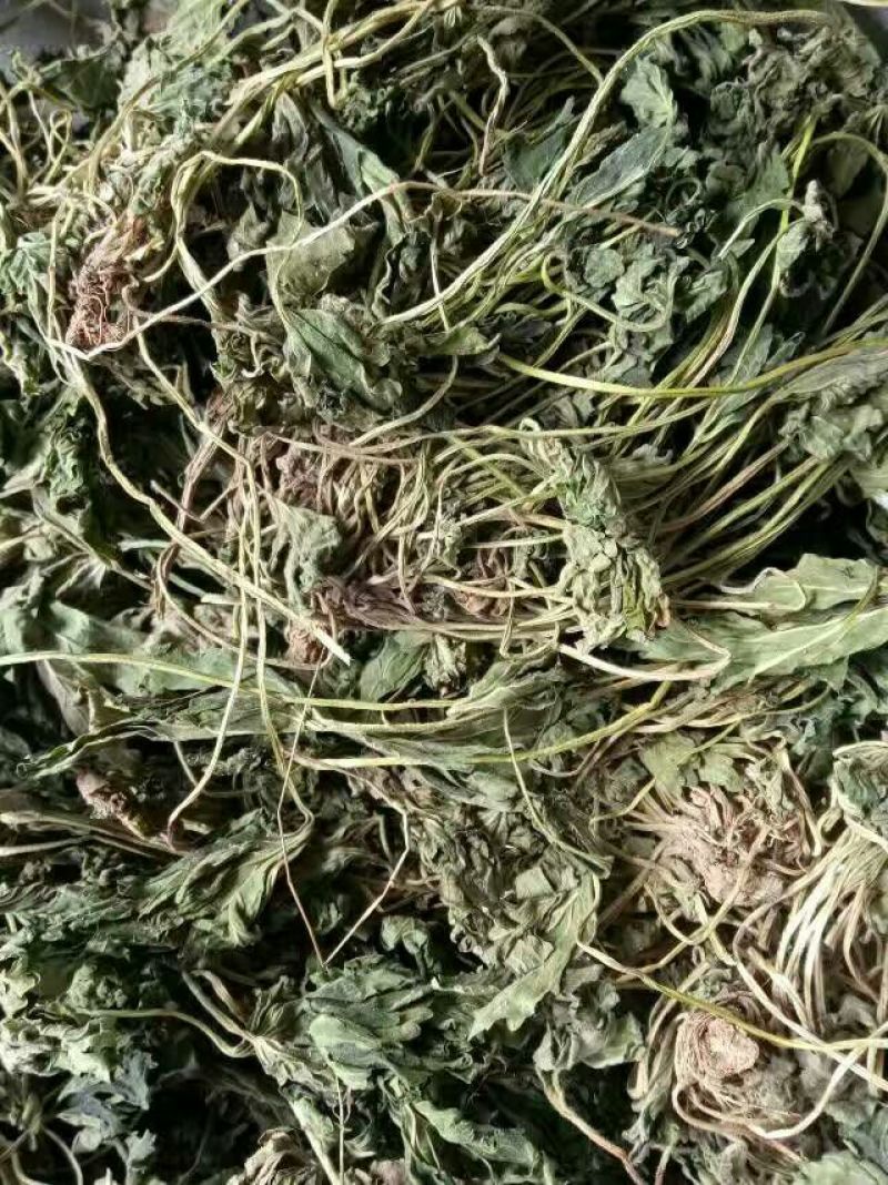 益母草