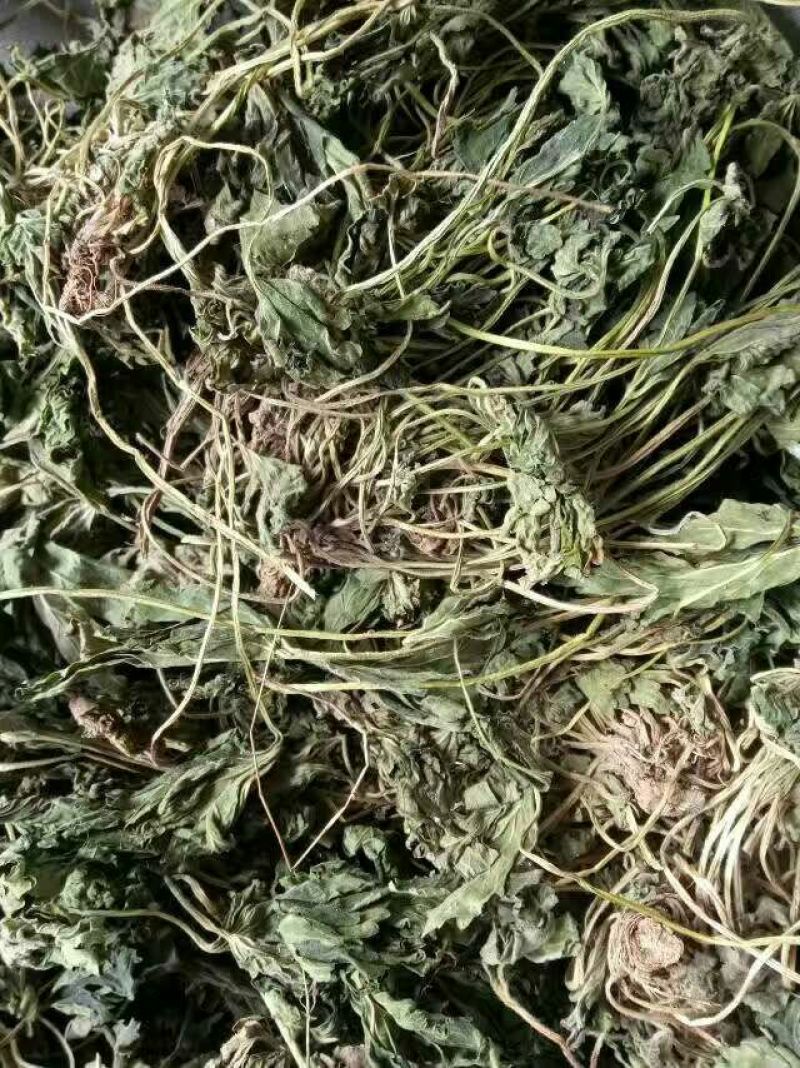 益母草