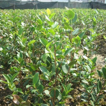 油茶苗20～100嫁接苗～红花油茶油量大