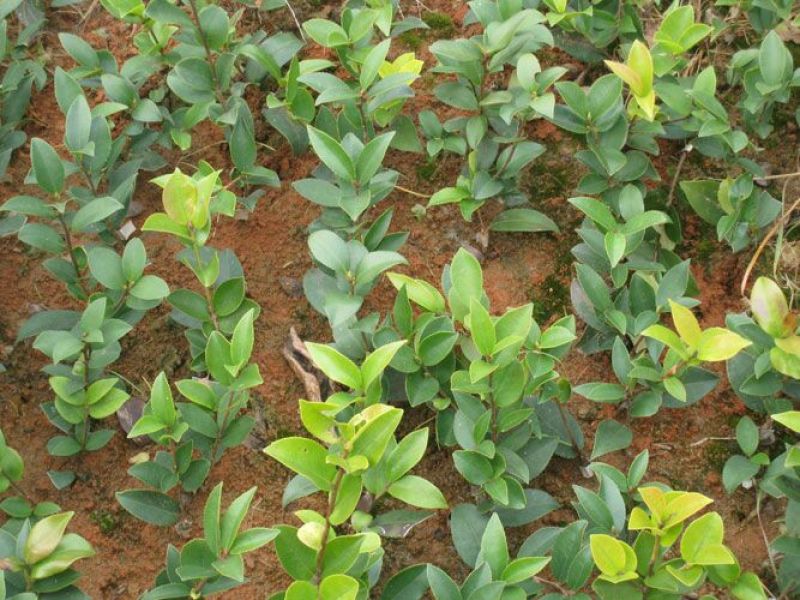 油茶苗20～100嫁接苗～红花油茶油量大