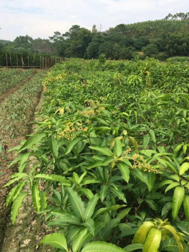 芒果苗1m以下