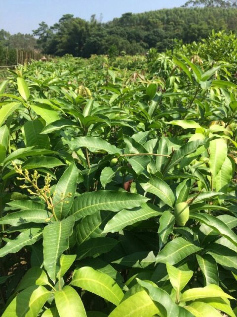 芒果苗1m以下
