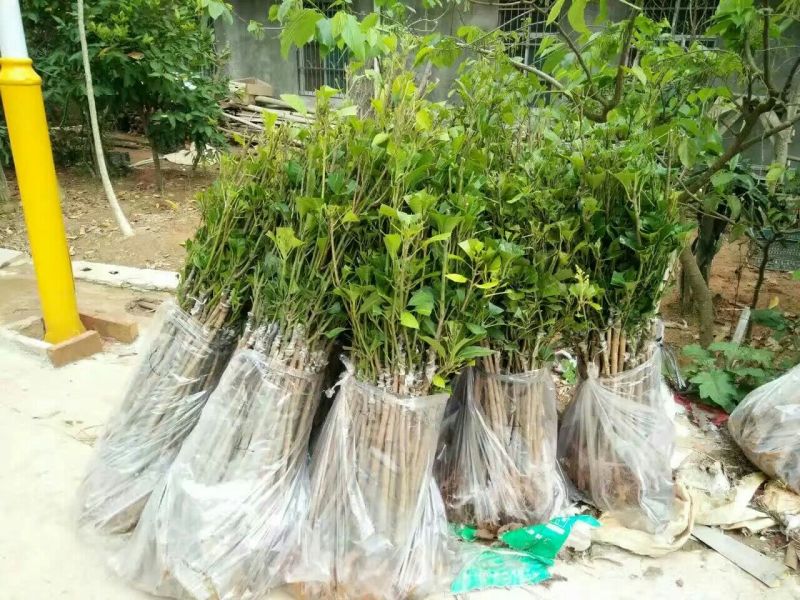 芒果苗1m以下