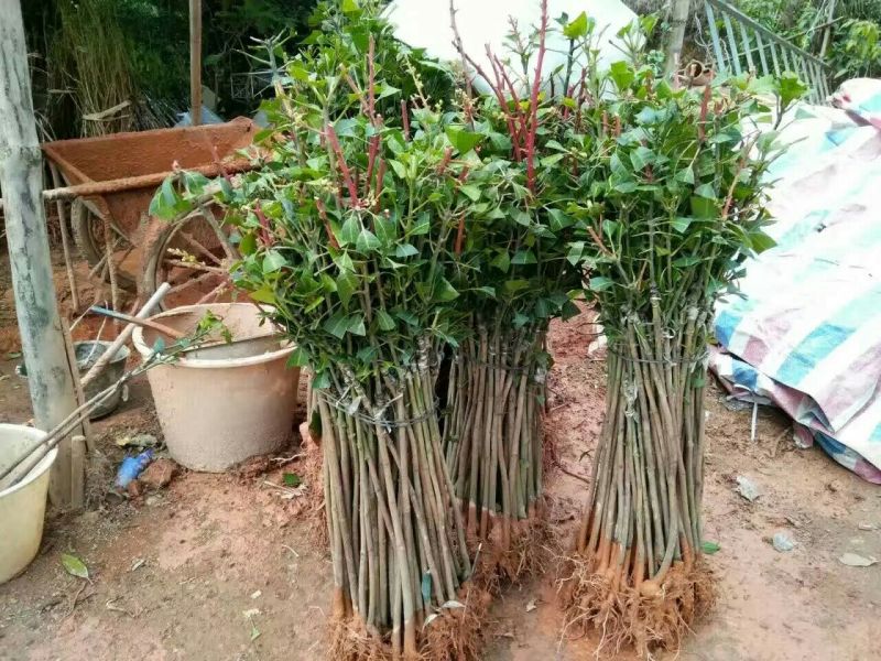 芒果苗1m以下
