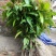 芒果苗1m以下
