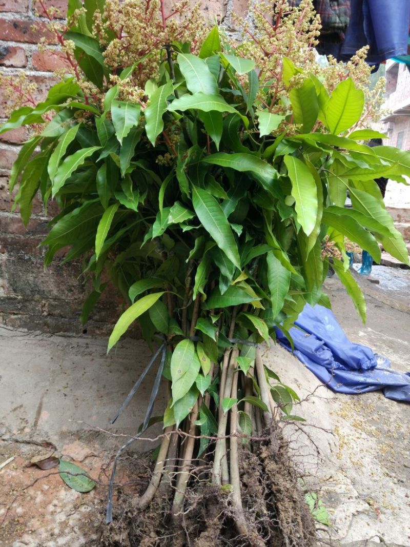 芒果苗1m以下
