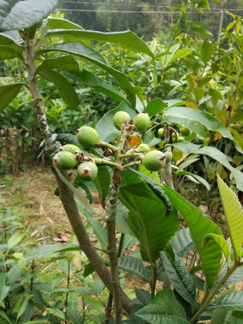 枇杷树苗30~50cm