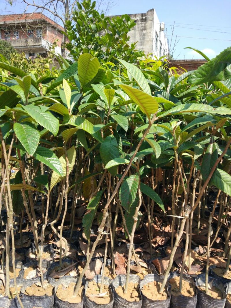 枇杷树苗30~50cm
