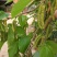 长果桑树苗80cm