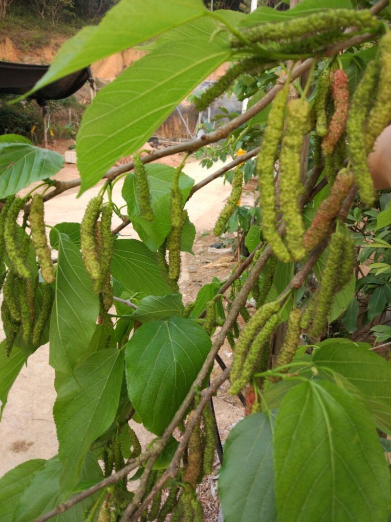 长果桑树苗80cm