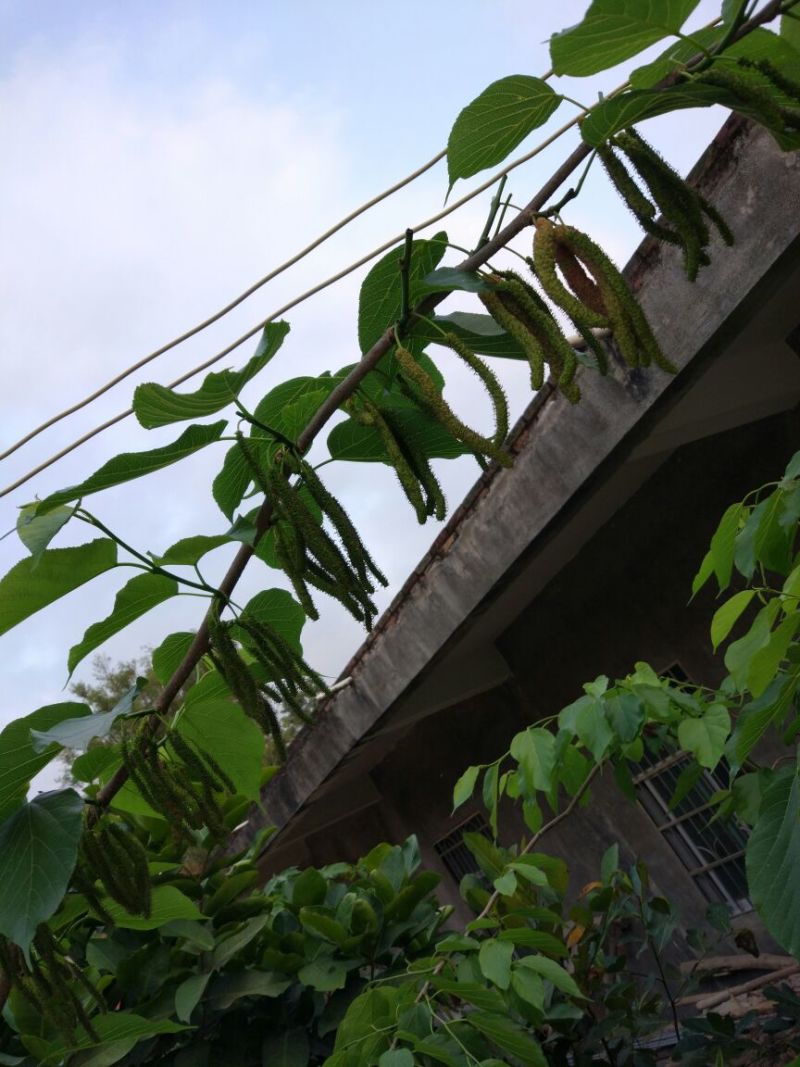 长果桑树苗80cm